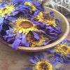 Discover the Magic of the Organic Blue Lotus Flower