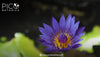 Beyond Tea: Creative Ways to Incorporate Blue Lotus into Your Diet