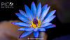 Blue Lotus Extracts vs. Whole Flower: Which is Right for You?