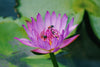 Blue Lotus Flower and Its Potential Benefits for Sexual Health