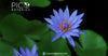 Blue Lotus Tea and Its Connection to Ancient Egyptian Spirituality