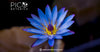 Blue Lotus Tea in Modern Herbalism and Holistic Health