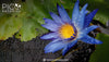 Blue Lotus in Skincare: DIY Recipes for a Radiant Glow