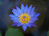 How to Identify Authentic Blue Lotus Flower Petals