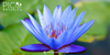 Does Blue Lotus Tea Actually Work for Anxiety?
