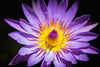 How Blue Lotus Tea Can Help You Lose Weight