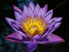 How to Store Blue Lotus Tea for Optimal Potency