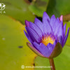The Unique Flavor Profile of Blue Lotus Tea