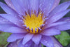 Unlocking the Benefits of Blue Lotus Flower Tea for Radiant Skin