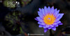 Why Blue Lotus Is the Ultimate Botanical for Modern Mystics and Seekers