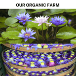 BLUE LOTUS FLOWER WHOLESALE (PETALS & STAMEN)