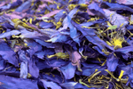 BLUE LOTUS FLOWER PETAL & STAMEN
