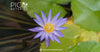 Blue Lotus Flower Tea: A Natural Ally for Weight Loss