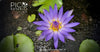 Blue Lotus Flower Tea: Natural Support for Digestive Wellness