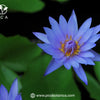 Blue Lotus Tea and Its Connection to Ancient Egyptian Spirituality