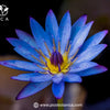 Blue Lotus Tea in Modern Herbalism and Holistic Health