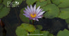 How Blue Lotus Tea Compares to Other Natural Remedies for Stress and Relaxation