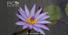 The Effects of Blue Lotus Tea on Sleep and Anxiety
