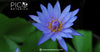 The Role of Blue Lotus Tea in Modern Wellness Trends