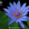 The Role of Blue Lotus Tea in Modern Wellness Trends