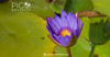 The Unique Flavor Profile of Blue Lotus Tea