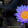 Why Blue Lotus Is the Ultimate Botanical for Modern Mystics and Seekers