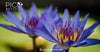 Your Guide to Preparing Perfect Blue Lotus Flower Tea