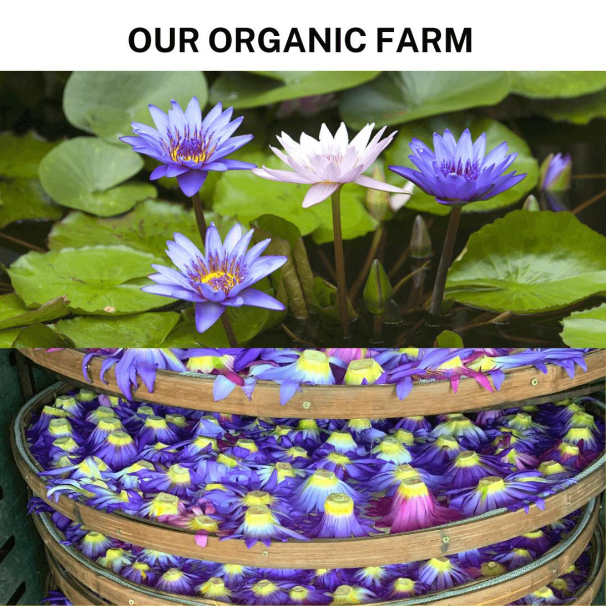 ORGANIC BLUE LOTUS FLOWER WHOLESALE (WHOLE FLOWER)