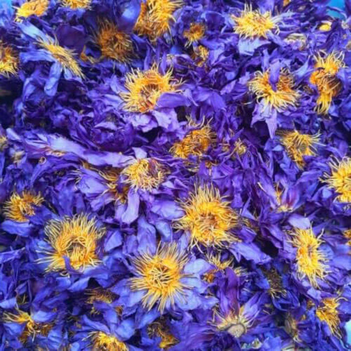 ORGANIC BLUE LOTUS FLOWER WHOLESALE (WHOLE FLOWER)