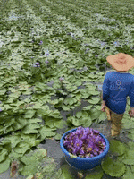 Blue Lotus Flower Petals & Stamen — Organic Cut & Sift Loose Leaf, 30g